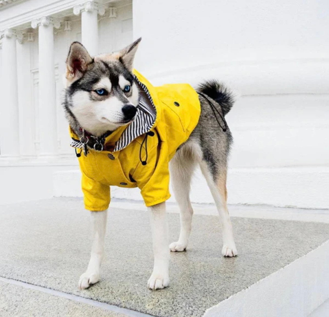 Dog Rain Coat - Yellow
