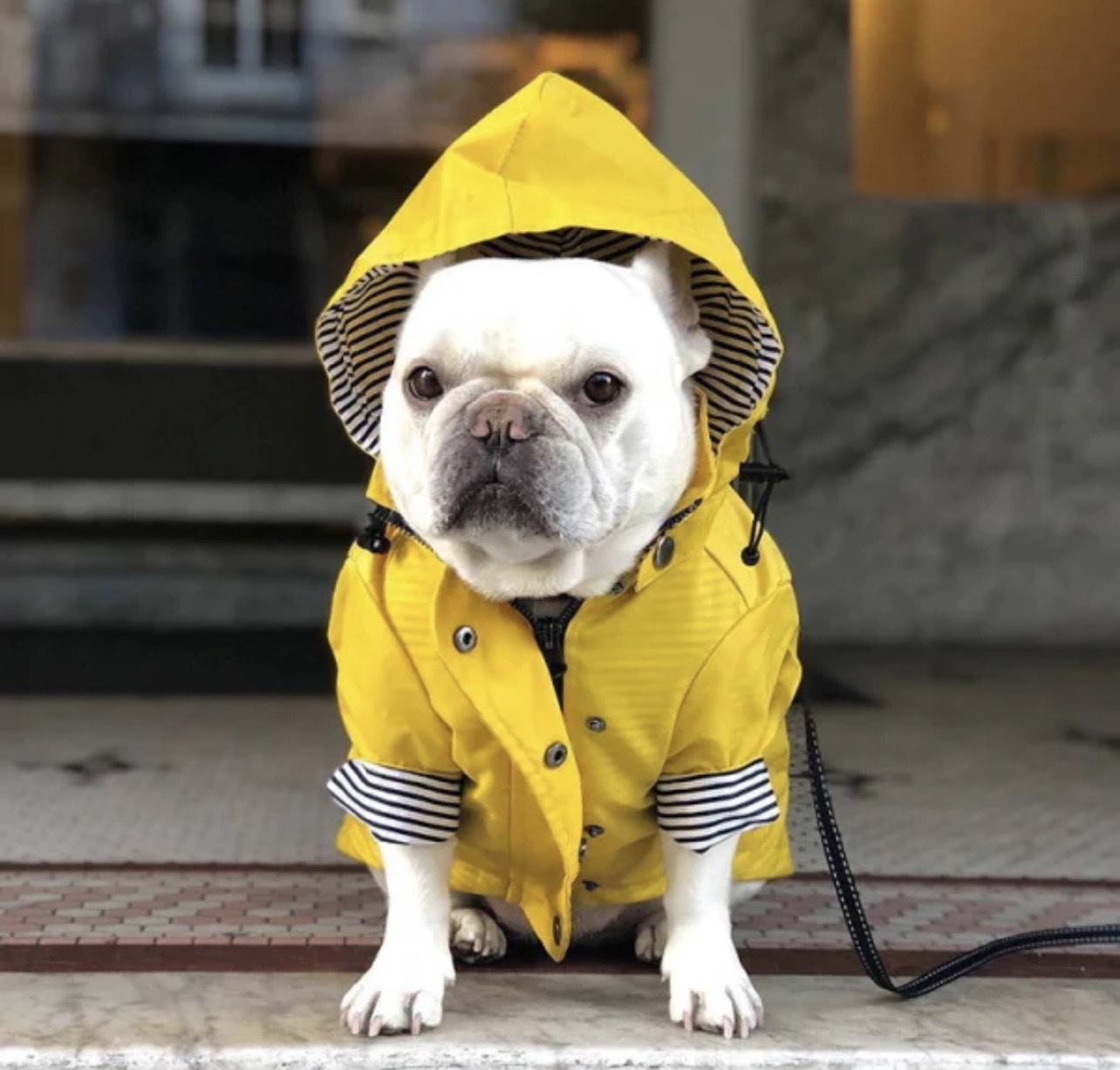 Dog Rain Coat